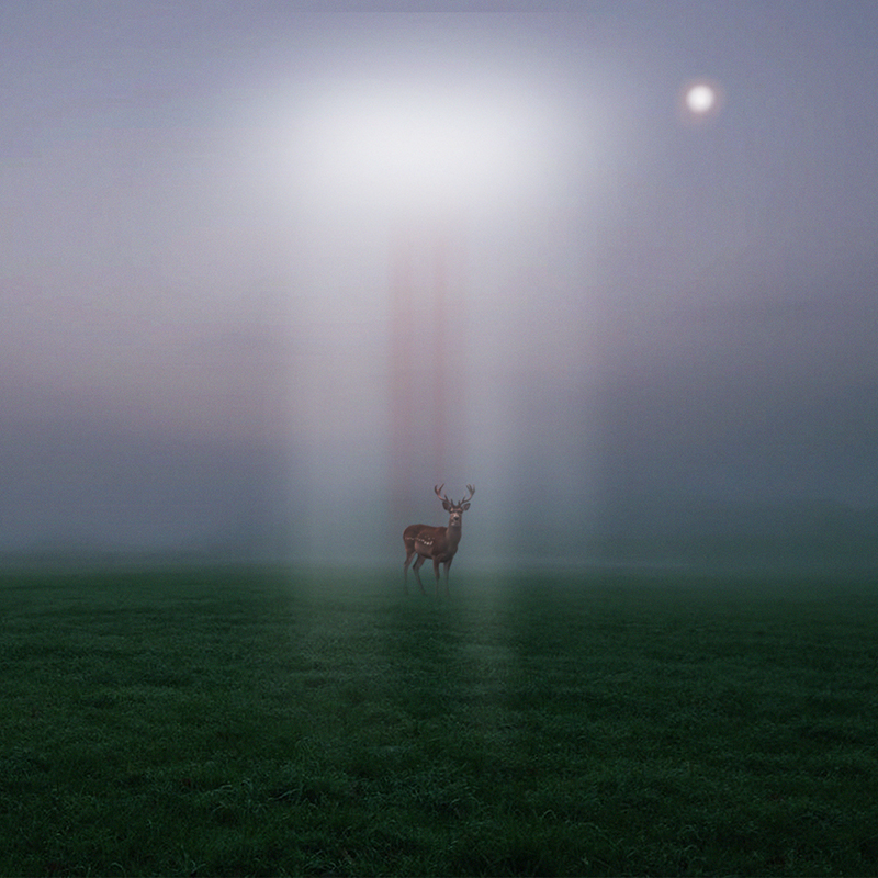 photomontage d'un cerf dans un champ